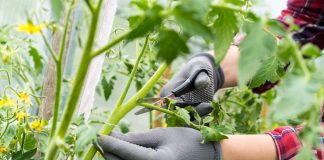 Не выбрасывайте ботву: 8 неожиданных способов использования томатных листьев