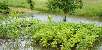Непрекращающиеся дожди в саду: как спасти растения от переувлажнения