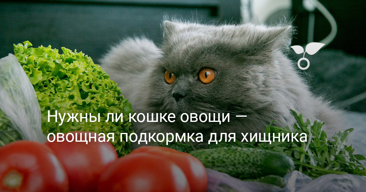 Укроп коту. Кошка и овощи.