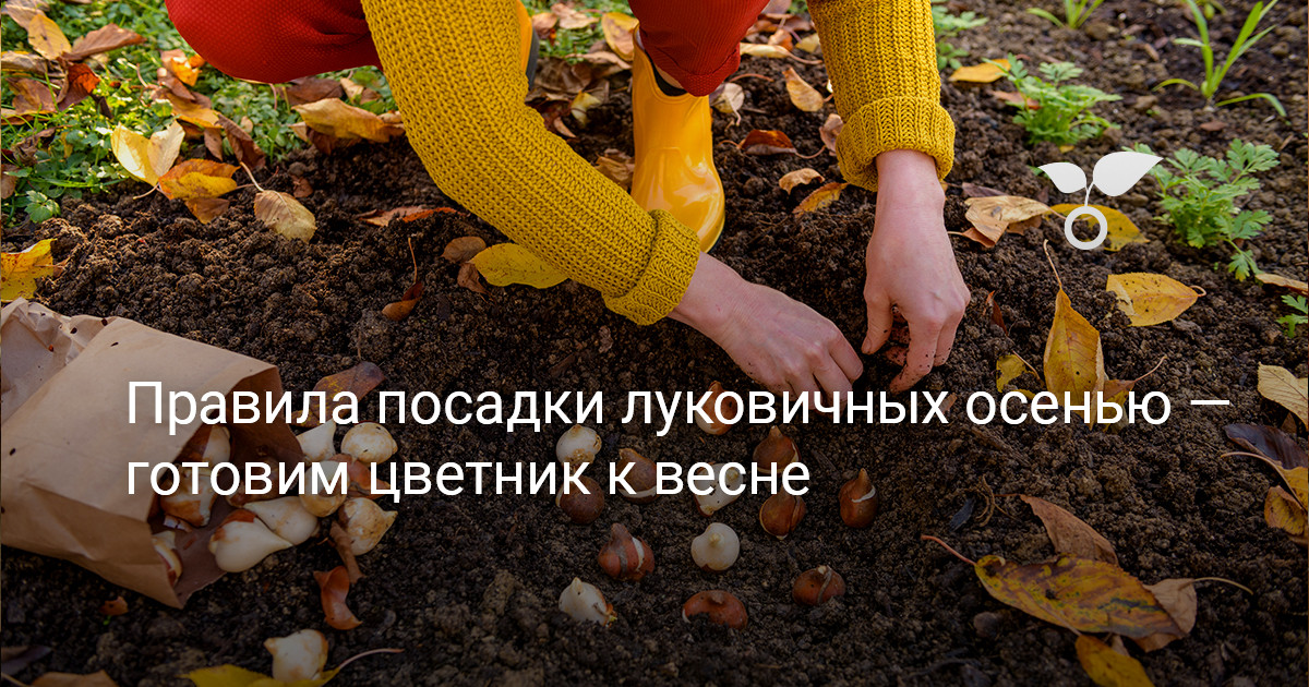 Благоприятные дни для посадки луковичных в октябре. Правило посадки луковичных. Глубина посадки луковичных цветов таблица. Корзинки для посадки луковичных в открытый грунт