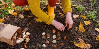 Правила посадки луковичных осенью — готовим цветник к весне