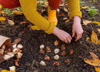 Правила посадки луковичных осенью — готовим цветник к весне