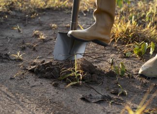 Правильная обработка почвы — чем биофунгициды полезнее синтетических аналогов