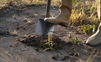 Правильная обработка почвы — чем биофунгициды полезнее синтетических аналогов