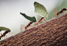 Признанные способы борьбы с муравьями — золотая медаль за качество и инновации