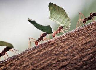 Признанные способы борьбы с муравьями — золотая медаль за качество и инновации