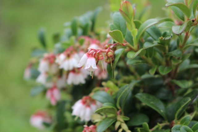 Цветки брусники по форме напоминают бубенчики ландыша, только миниатюрней, с розоватым оттенком и еле заметным запахом