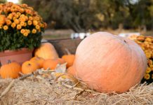 Шпаргалка на октябрь — важные садово-огородные дела