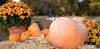 Шпаргалка на октябрь — важные садово-огородные дела