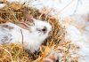 Утепление крольчатника к холодам — как не дать замерзнуть кроликам зимой
