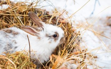 Утепление крольчатника к холодам — как не дать замерзнуть кроликам зимой
