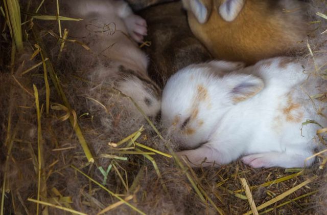Беременные крольчихи и маленькие крольчата особенно нуждаются в тепле и сухости зимой