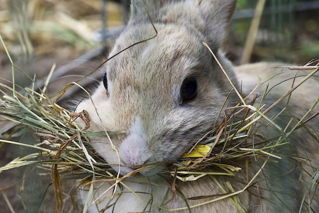 Зимой во время холодов кролики поедают гораздо больше корма, так как тратят много энергии на поддержание тепла в организме