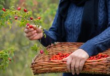 Витаминные ягоды шиповника: какие собирать и как правильно высушить