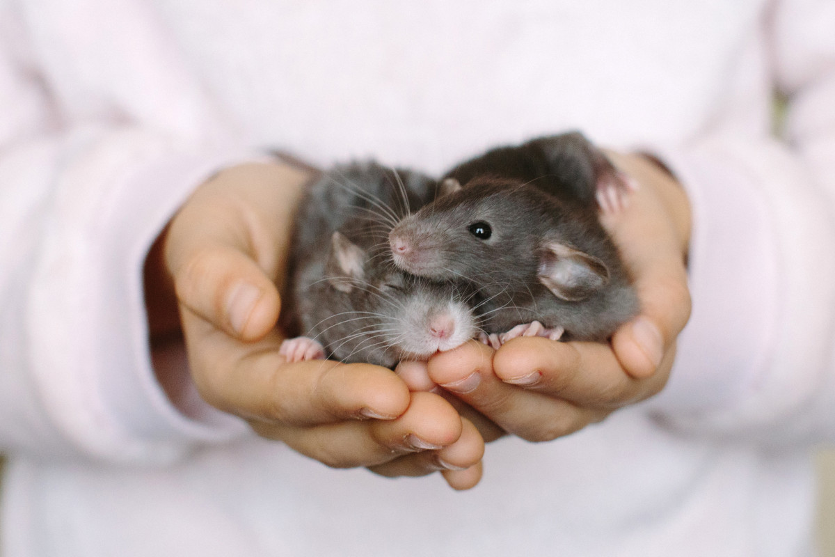 Как содержать домашних крыс: советы и рекомендации