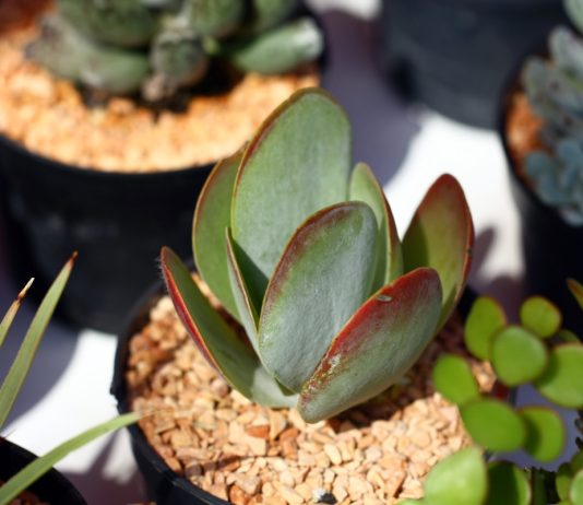 10 бессмертных растений для вашего подоконника