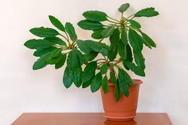 Молочай (Euphorbia leuconeura) привлекает внимание кожистыми листочками с белыми прожилками и толстым, брутально-грубоватым ребристым стволом
