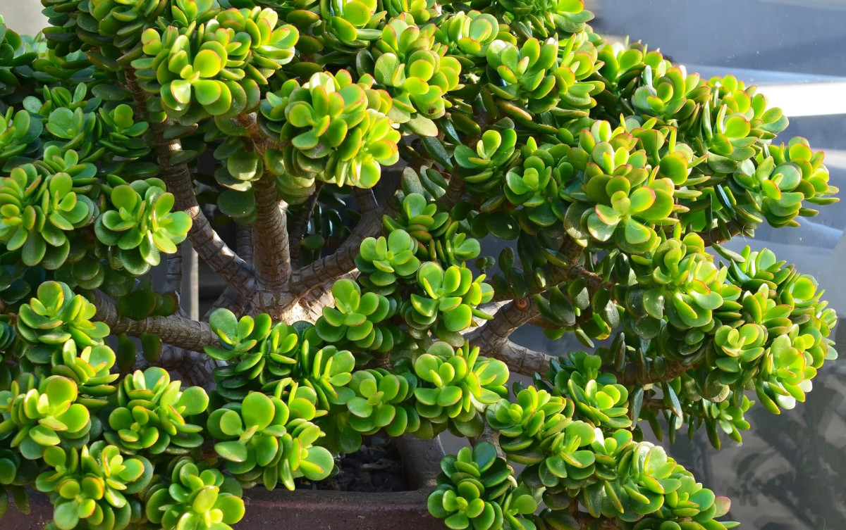 10 бессмертных растений для подоконника: обзор и советы