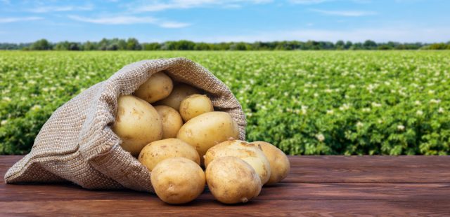 5 обязательных шагов, чтобы картофель хранился долго и качественно