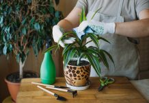 6 испытаний, которые драцена может не пережить, — ухаживаем за растением правильно