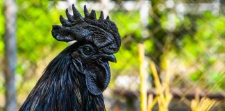 Абсолютно черная курица Аям Цемани: особенности породы и мифы продавцов