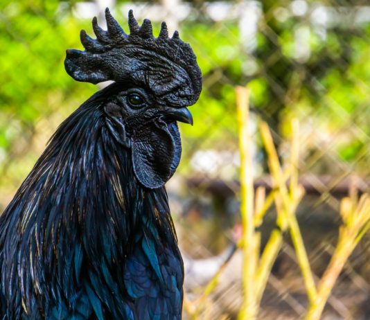 Абсолютно черная курица Аям Цемани: особенности породы и мифы продавцов