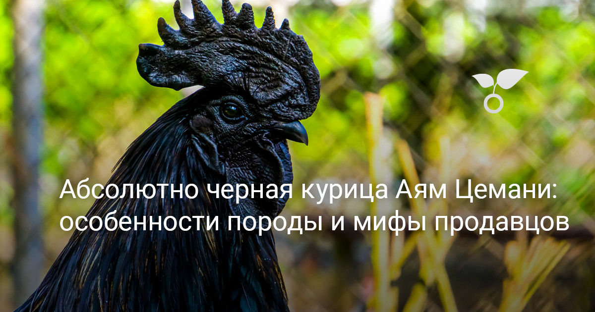 Книга Чёрная курица или Подземные жители Сказки иллюстрации М Митрофанова