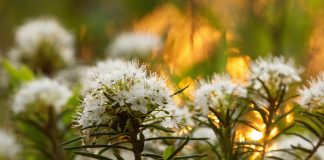 Багульник болотный — польза и вред в одном растении, как не ошибиться при использовании