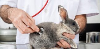 Частые болезни кроликов — лечение и профилактика