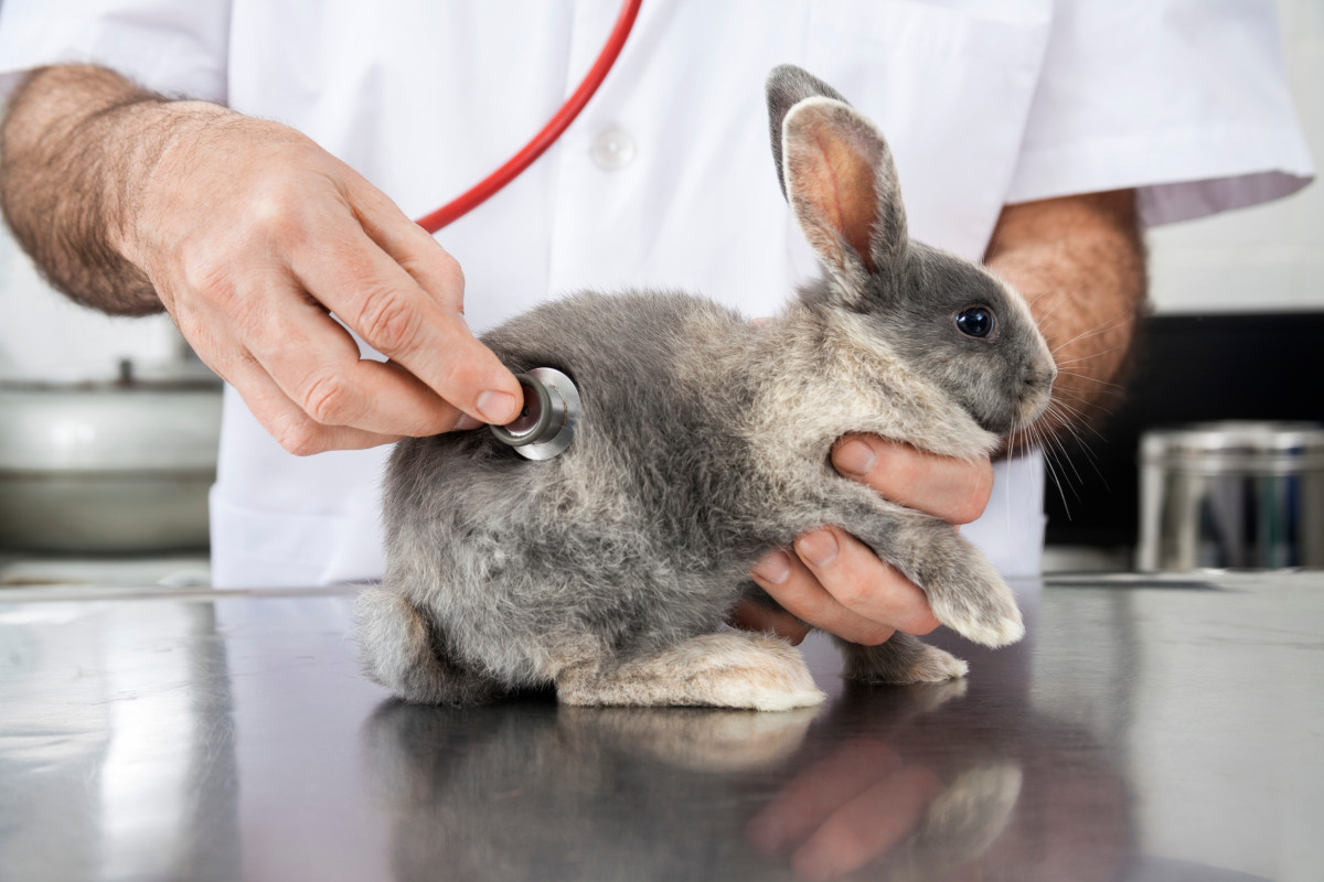 Инфекционные заболевания кроликов