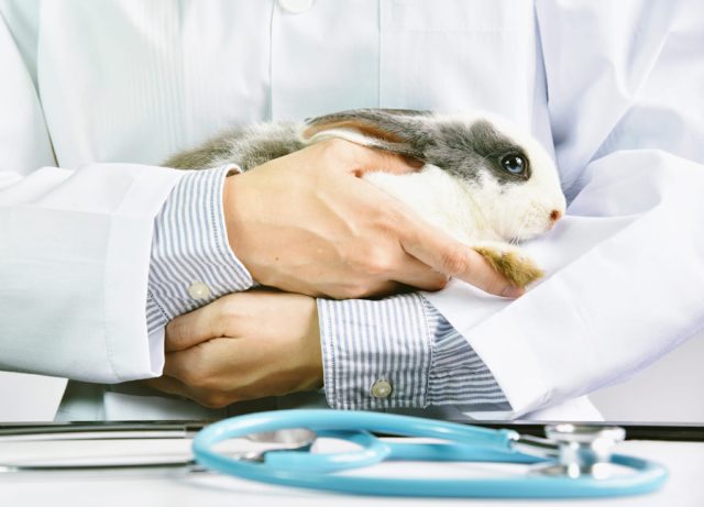 Лучшая профилактика инфекционных болезней - вакцинация, которую проводят крольчатам в возрасте 45 дней