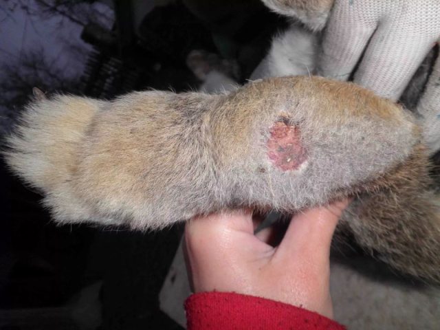 Пододерматит - заболевание конечностей у кроликов, которые содержатся в клетках с решётчатыми полами, на грязной мокрой подстилке или вовсе без неё