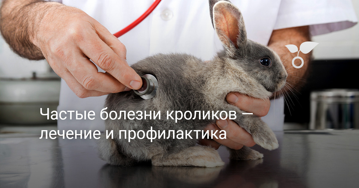 Лечение ушного клеща у кролика