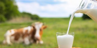 Чье молоко выгоднее: одной коровы или нескольких коз?