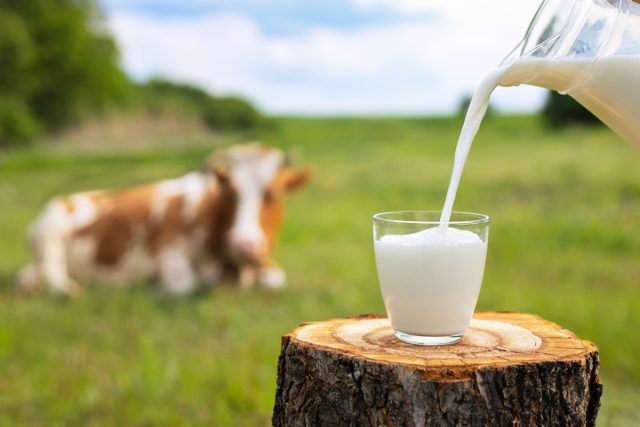 Чье молоко выгоднее: одной коровы или нескольких коз?