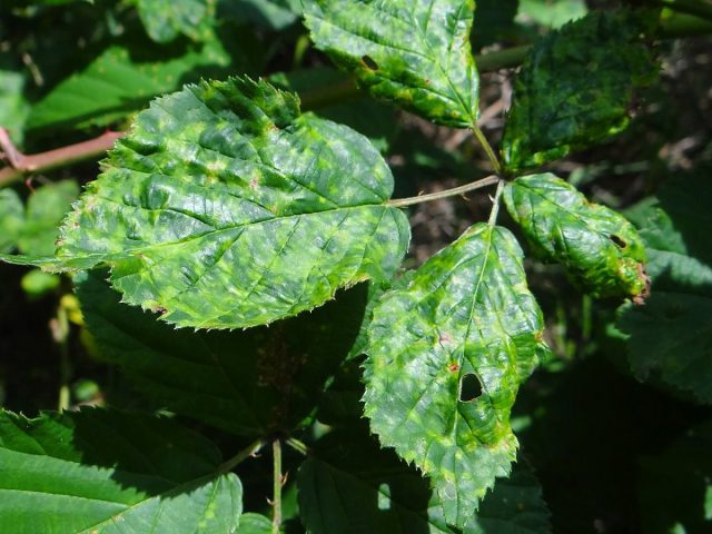 При мозаике листья неравномерно покрываются пятнышками разного размера и оттенков от белого до зеленого
