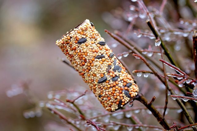 Смазанные арахисовым маслом и обваленные в птичьем корме трубочки от туалетной бумаги превращаются в кормушку для птиц