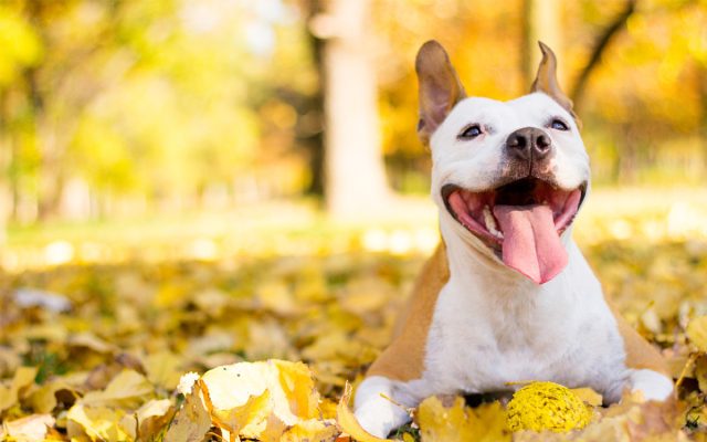 С собаками осенью требуется во время прогулки активно позаниматься. Чем дольше, активнее и разнообразнее - тем лучше и для здоровья собаки, и для здоровья хозяина.