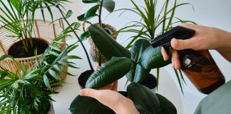 Как бороться с вредителями комнатных растений без химикатов — 10 проверенных способов