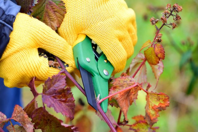 Jak pečovat o zahradní ostružiny na podzim?