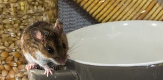 Как самостоятельно поймать мышь в доме — простые способы для каждого