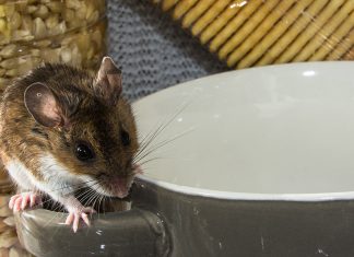 Как самостоятельно поймать мышь в доме — простые способы для каждого