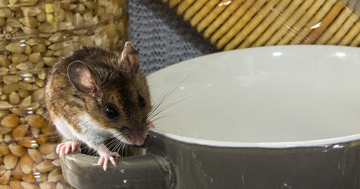 Как поймать мышь в доме: 8 проверенных способов