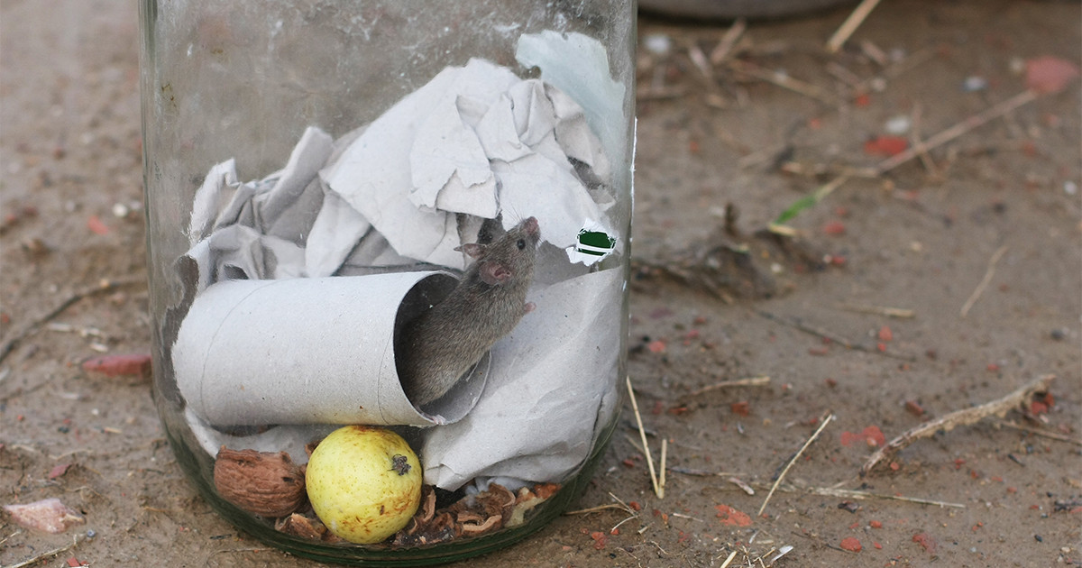 Боремся с мышами в доме без вреда для себя — Ботаничка