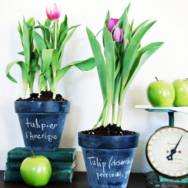 «Меловые горшки» с тюльпанами