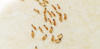 Нашествие рыжих муравьев: как справиться с домашними вредителями