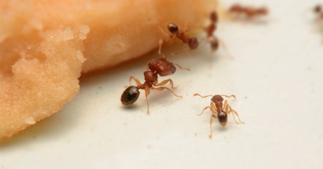 Именно рабочих муравьев мы чаще всего видим в домах в поисках пищи, а их общая численность может исчисляться тысячами.