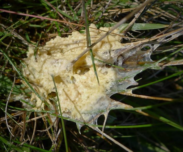 У миксомицета муцилаго корковый (Mucilago crustacea) есть английское название «Dog sick fungus» (рвота больной собаки) - примерно так он и выглядит.