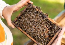 Нужна ли пчелам перга зимой: разбираем все за и против