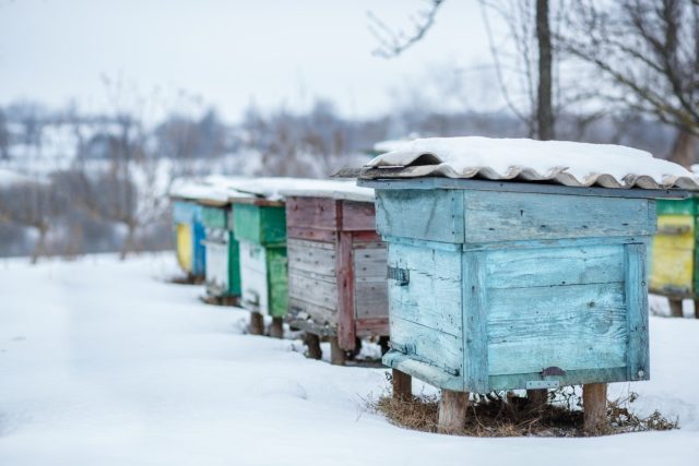 Если пасека находится в холодной климатической зоне, где настоящая весна приходит в марте-апреле, то перга необходима для питания пчел